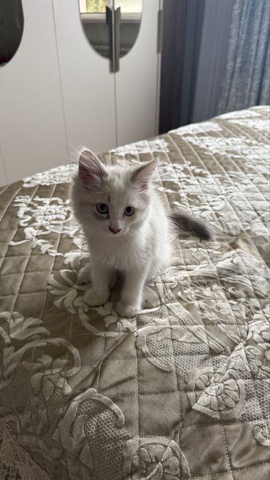 Белые котята ищут любящий дом!