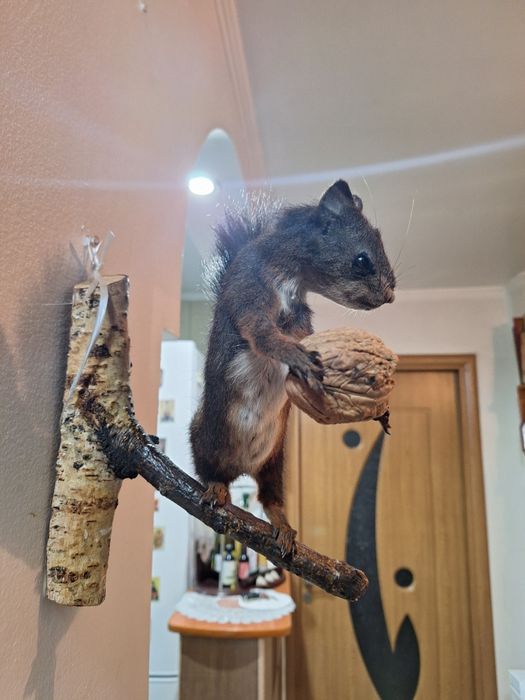 Veverita     impaiată