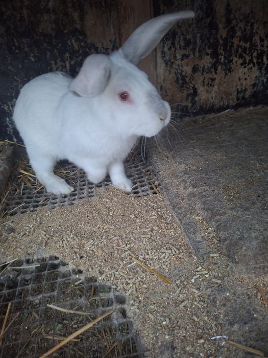 Қоян,көжектер сатамын