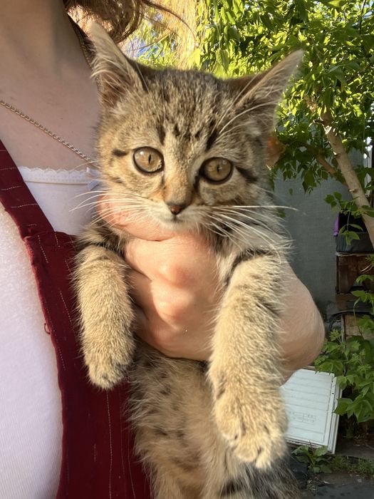 Котенок мальчик в добрые руки
