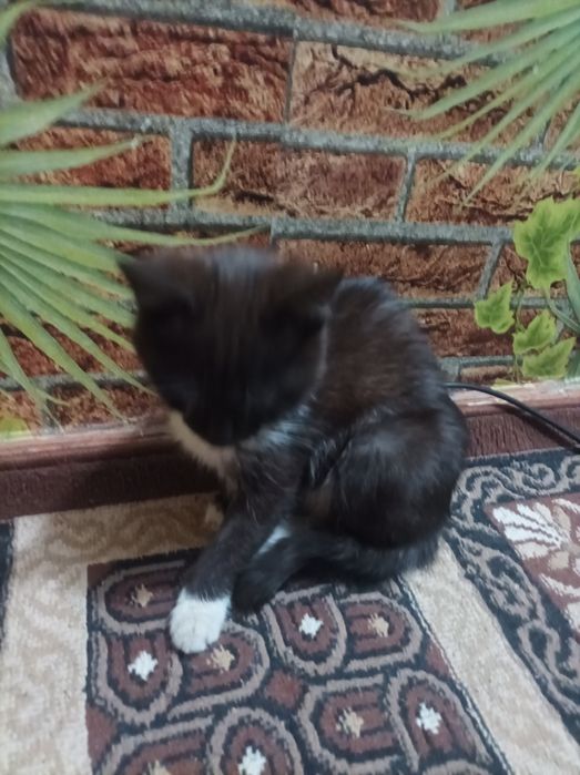 Mushuk sotiladi zotli