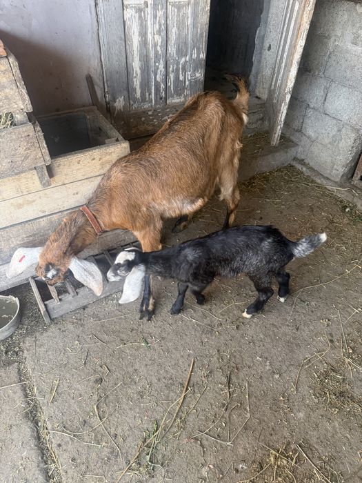 Vând mascul Anglo Nubian vârsta 5 săptamâni