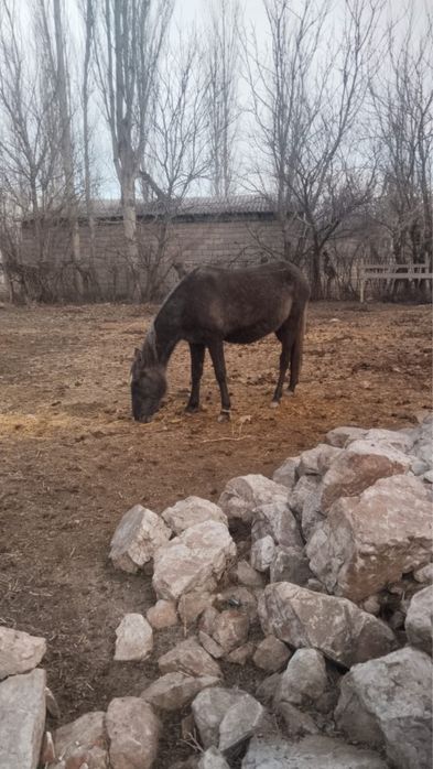 Байтал сатылады тумаган
