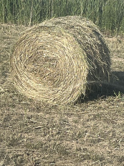 Сено Люцерна жонышка