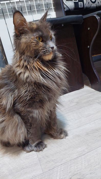 Котята Мейн-кун   2.5 месяца