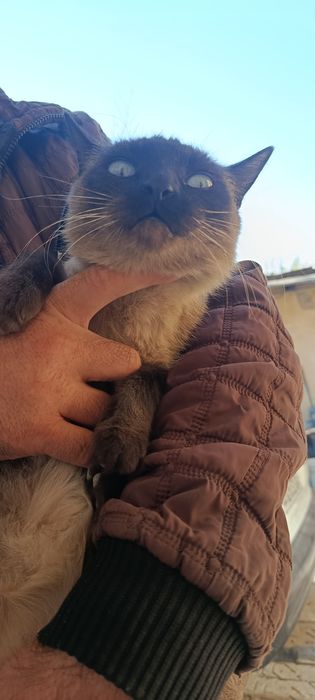 Отдам хорошие руки