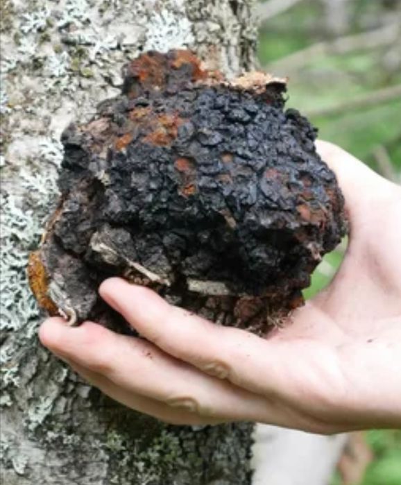 Продается Чага берёзовая