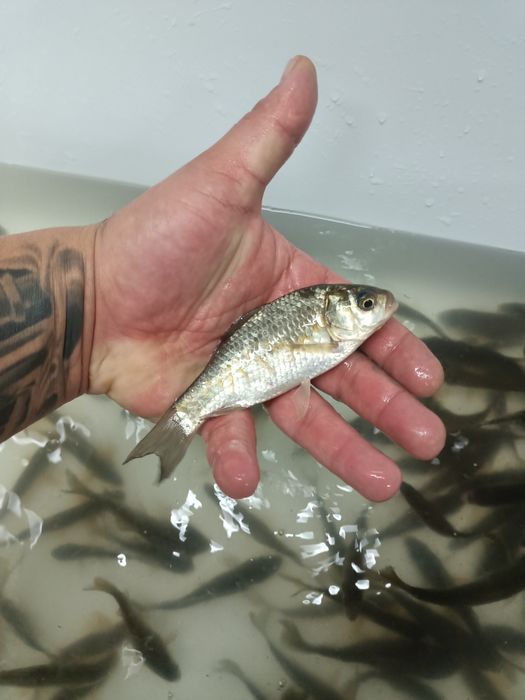 Продам живца карисик,плотва,пескарь