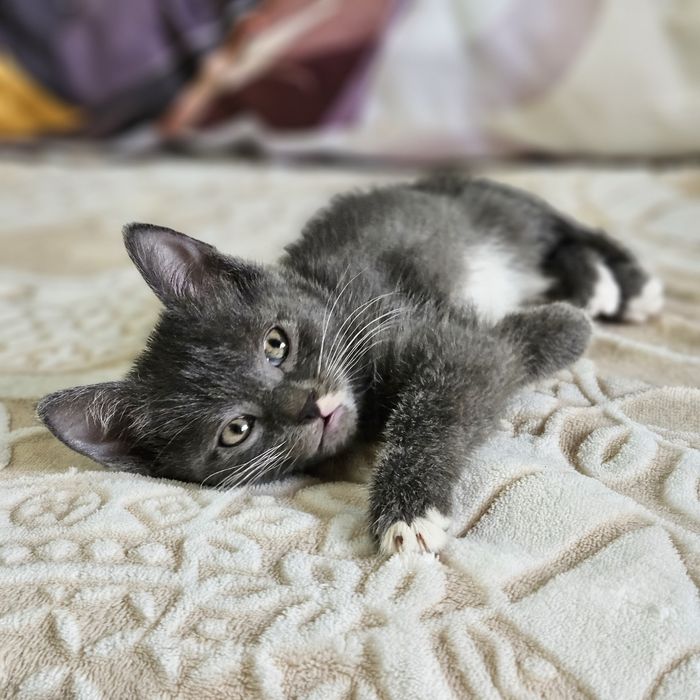 Котята в поисках дома ,  Ташкент !!!