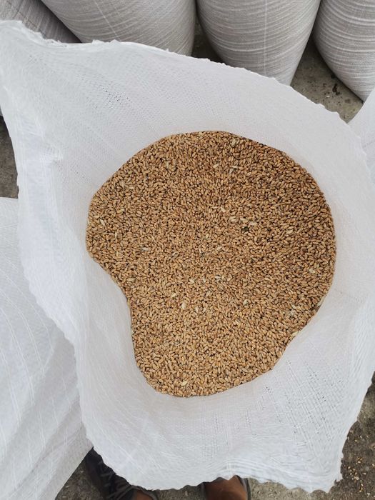 Vând grâu  calitate foarte bună