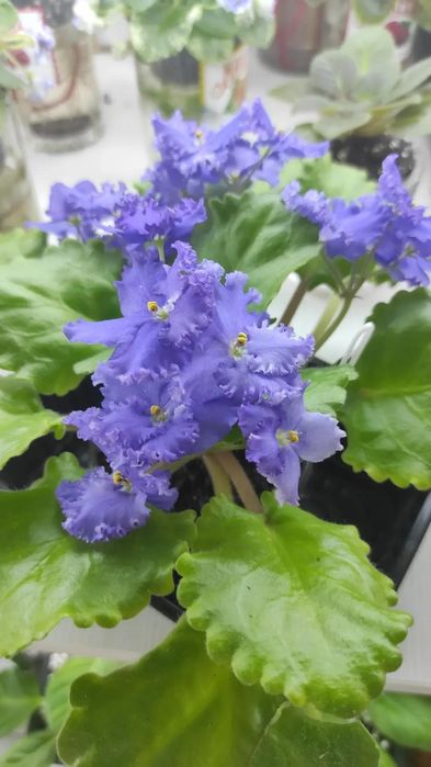 Продам сортовые фиалки