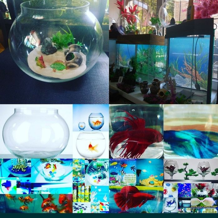 Аквариум в Афалине.навои торайгырова