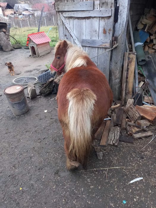 Vand sau schimb poneiță cu oi