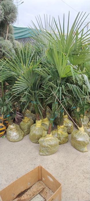 Арчалар сотилади