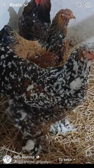 Oua incubat brahma