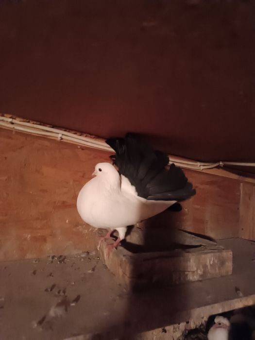 Продам голубей павлинов