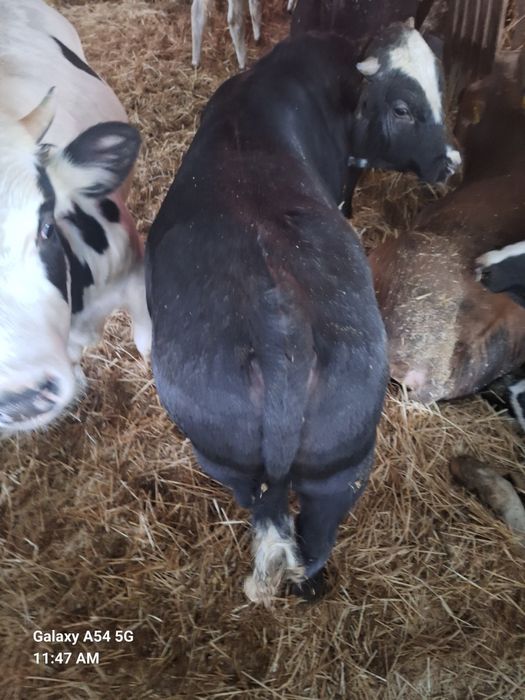 Vând 70 de viței rasa mixta