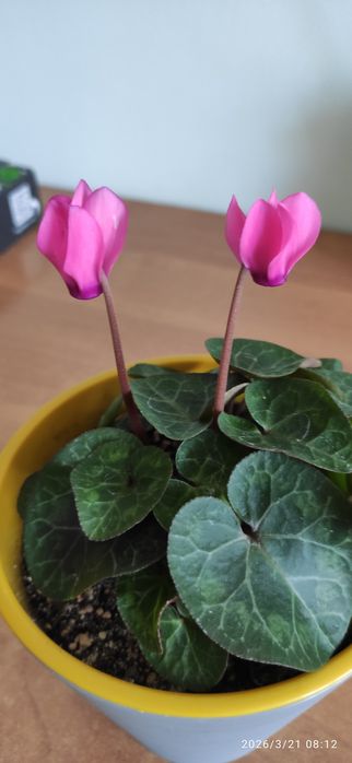 Продам  отростки суккулента крестовник Роули+зефирантесы, молодые