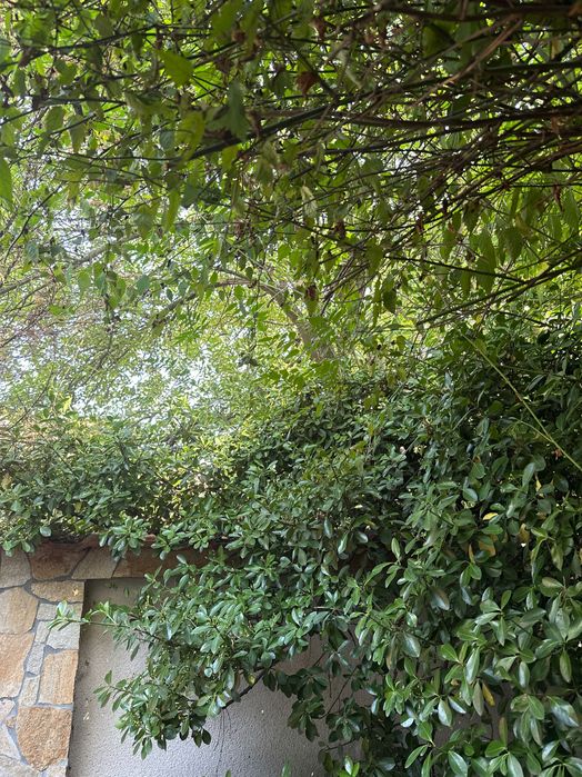 Рязане на храсти и дървета