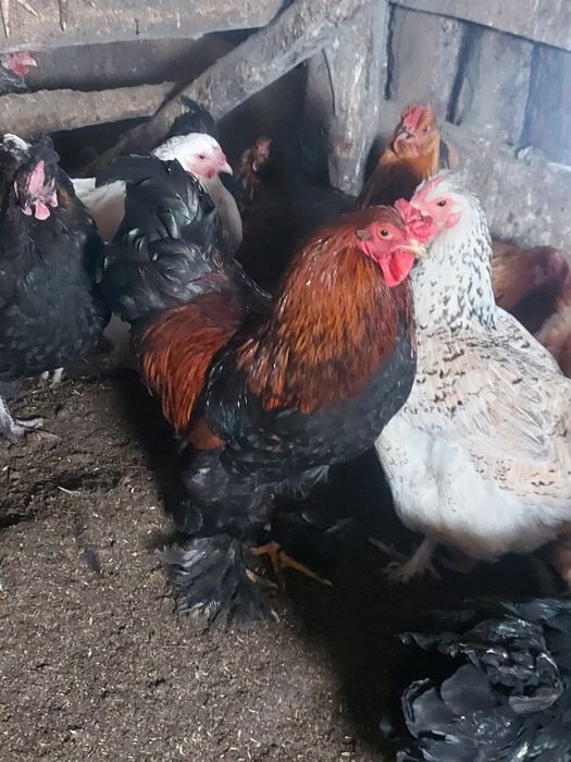 Продам петуха брама