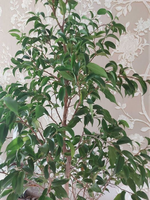 Фикусы Бенджамина 5 видов