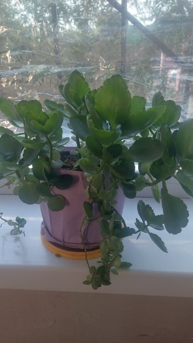 Продаю комнатные цветы