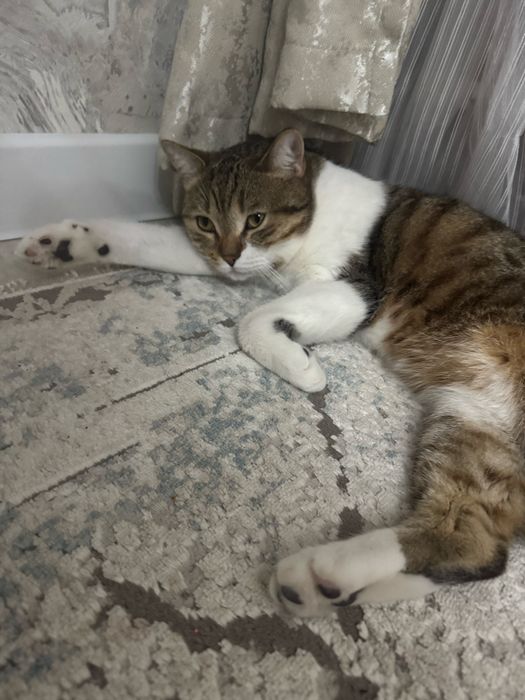 Домашная кошка чистая