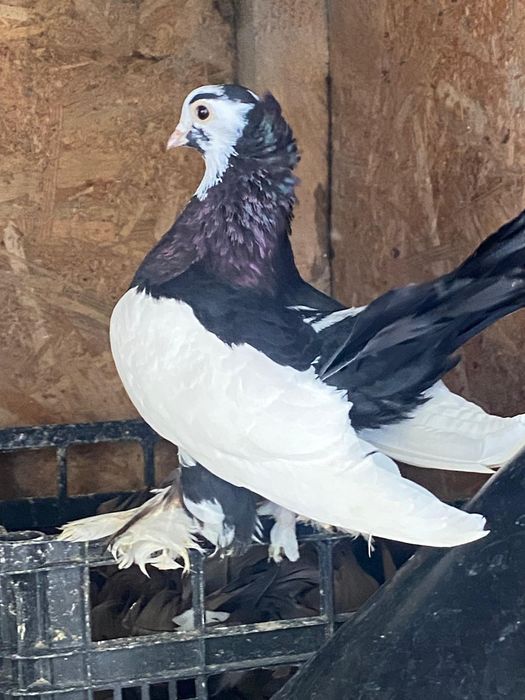 Vand 3 porumbei rolleri