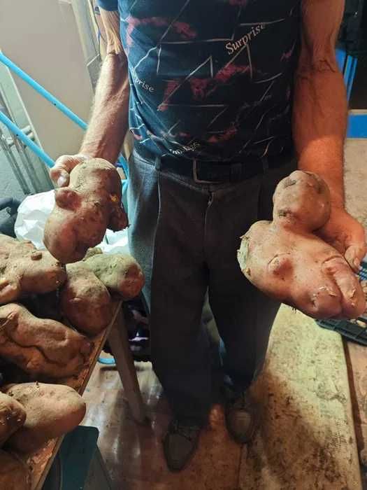 Продам дачный картофель ( крупная )
