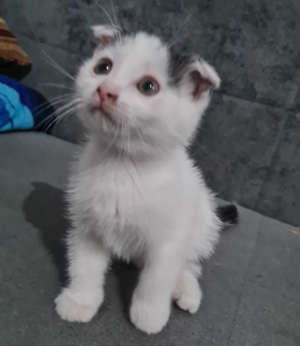 Котята вислоухие