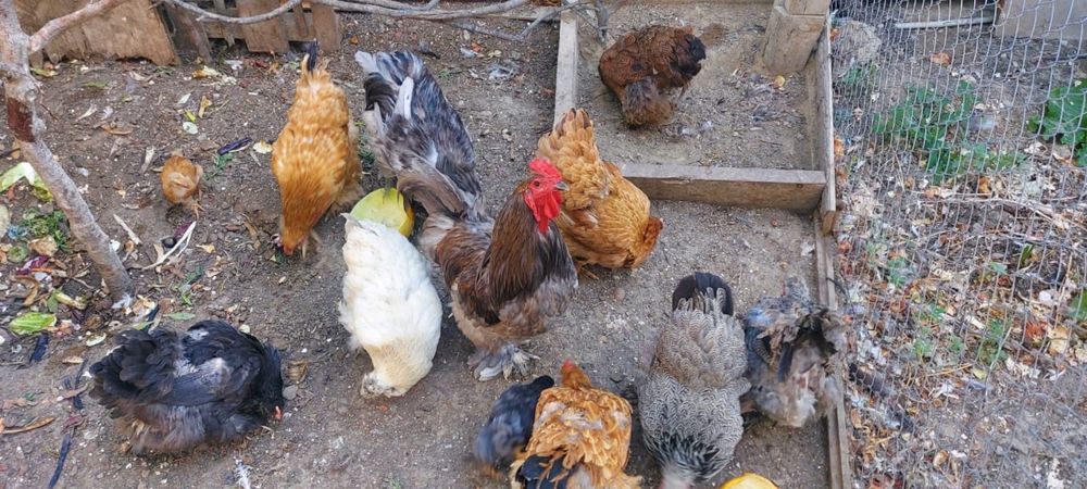 Продам кур Брама