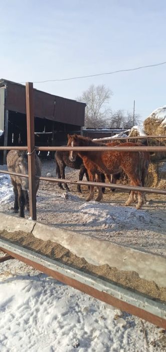 Коровы и жеребята