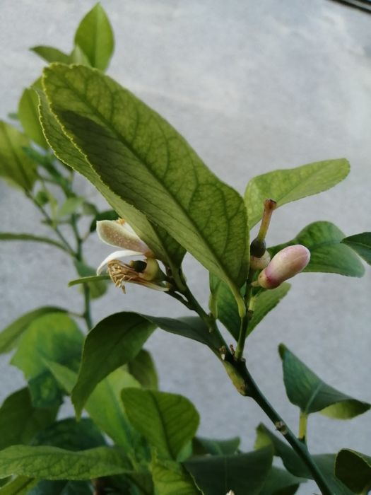 Vind lamii altoit întrat pe rod de 15 ani Are doi metri înălțime fruct