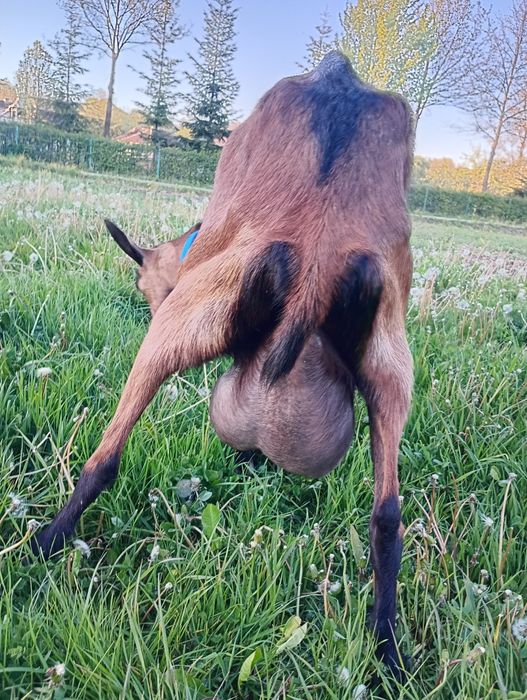 Capră alpină franceză cu pedigre de Franța