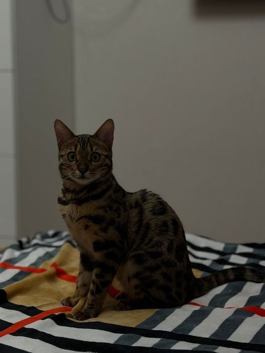 Бенгальская кошка