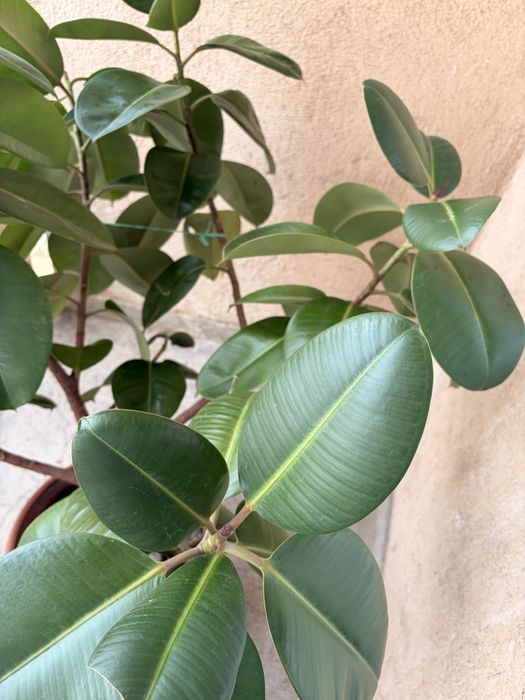 Vand Urgent Planta Ficus Elastica