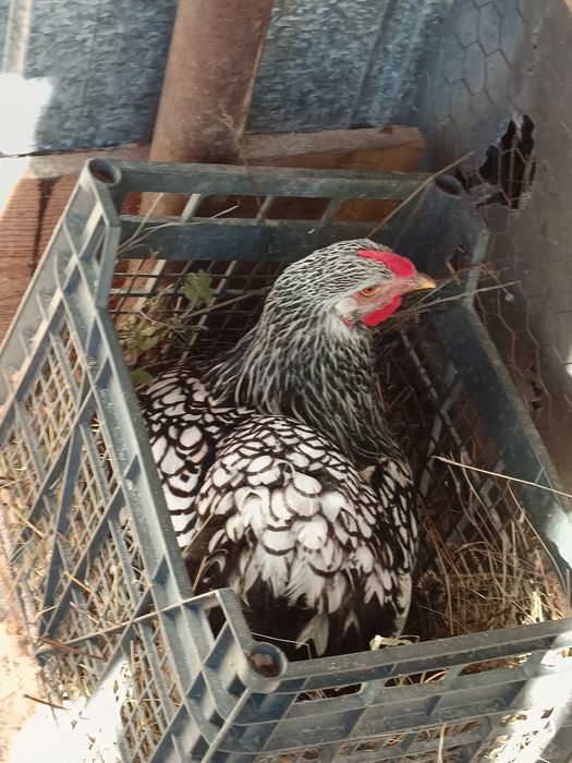 Wyandotte argintiu (ouă de incubat)