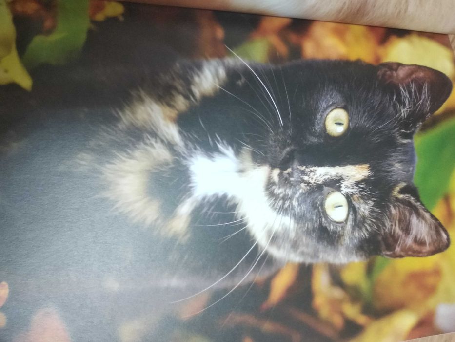 СРОЧНО  Книга раскраска постер 60 постеров и раскрасок 700тг