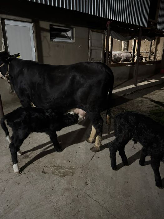 Осы сиыр сатылады