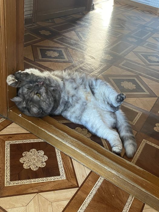 Кошечка в добрые заботливые руки