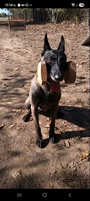 Кучета Белгийска Овчарка Малиноа