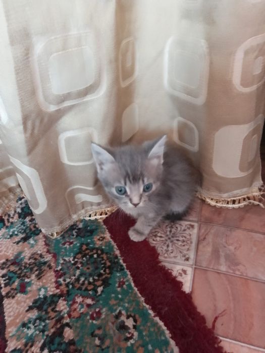 Отдам котят в хорошие руки