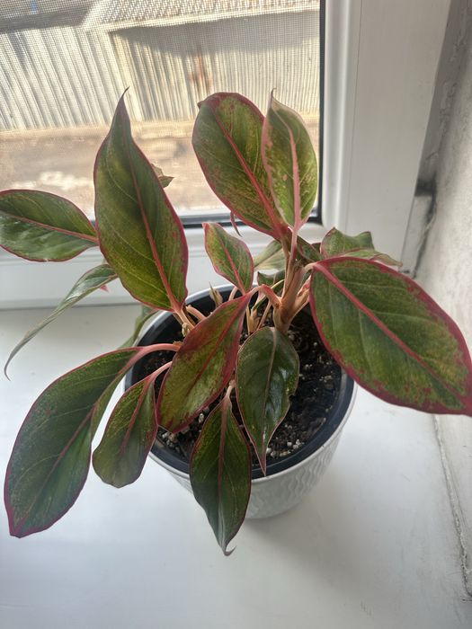 Продам аглаонему крид