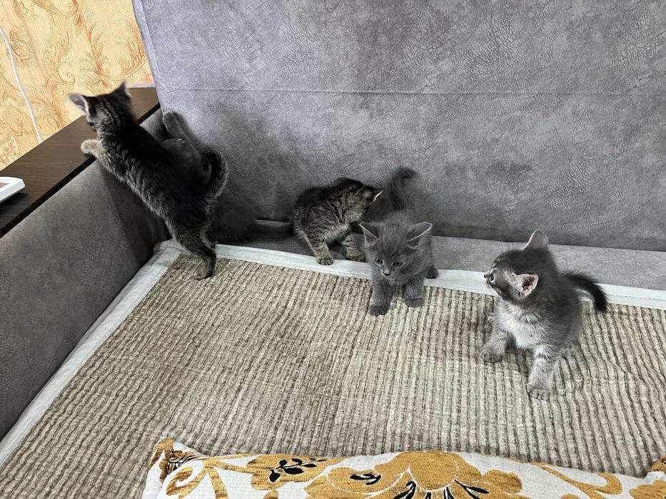Отдам котят в добрые руки