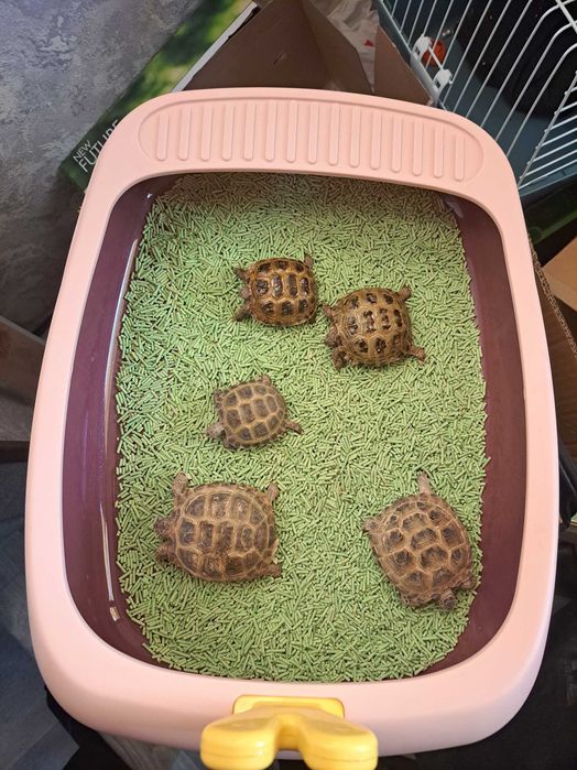 Toshbaqa optom donaga yoq kamida 15 ta beriladi