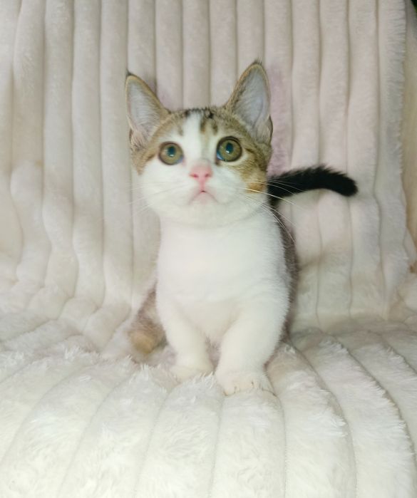Продается шикарный котенок Манчкин, мальчик