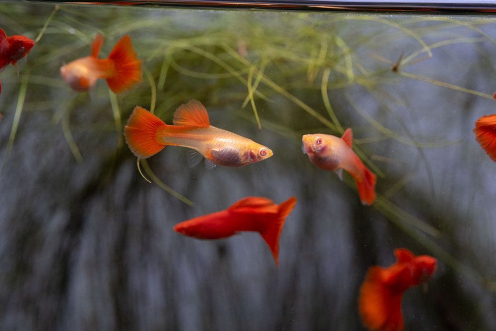 Гуппи фулл ред альбино