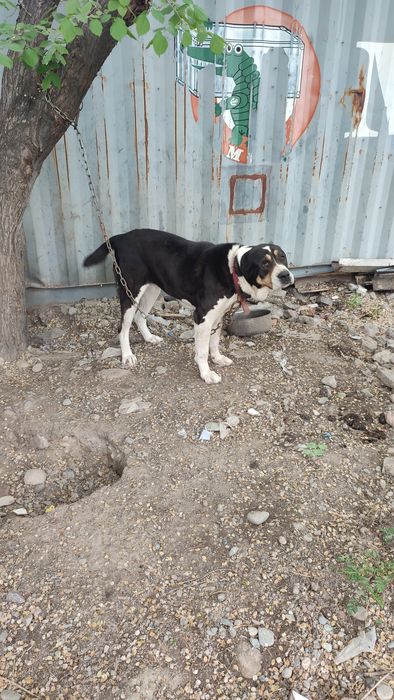 СреднеАзиатская Овчарка