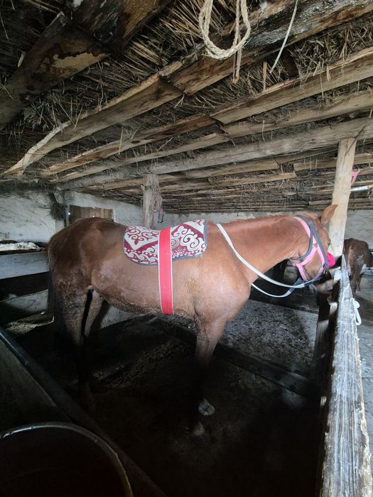 Продаётся жеребец