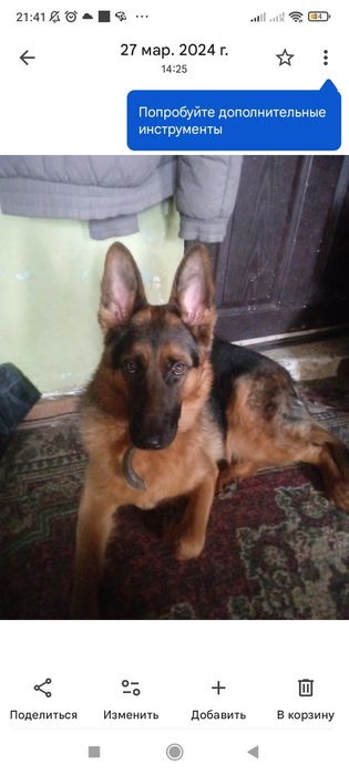 Ищем кабеля для вязки. Немецкая овчарка сучка 2 года. Чирчик